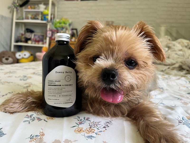 女人知己試用大隊,口碑行銷,部落客行銷,Downy Belly毛肚子,Downy Belly 保濕滋養胺基酸洗毛精,紅球薑淨膚配方,Downy Belly 保濕滋養胺基酸洗毛精-紅球薑淨膚配方,洗品天生防禦力，皮膚天生就很強,除了洗乾淨，其他的真的先不用,胺基酸清潔因子,好的界面活性劑，才能好洗,好沖淨,不易殘留,適量的細緻泡泡,狗貓皆適用,加拿大毒物學家安全把關,100%環保回收料再製瓶器,零廢棄為目標,低敏洗毛精,寵物訓練師好評,Downy Belly毛肚子,Downy Belly 皮膚救急胺基酸洗毛精,IPMP舒緩配方,Downy Belly 皮膚救急胺基酸洗毛精-IPMP舒緩配方,洗品天生防禦力,皮膚天生就很強,除了洗乾淨,其他的真的先不用,胺基酸清潔因子,APG+胺基酸清潔因子,IPMP高安全的成分,好的界面活性劑,才能好洗、好沖淨、不易殘留,適量的細緻泡泡,狗貓皆適用,加拿大毒物學家安全把關,100%環保回收料再製瓶器,零廢棄為目標,低敏洗毛精,寵物訓練師好評